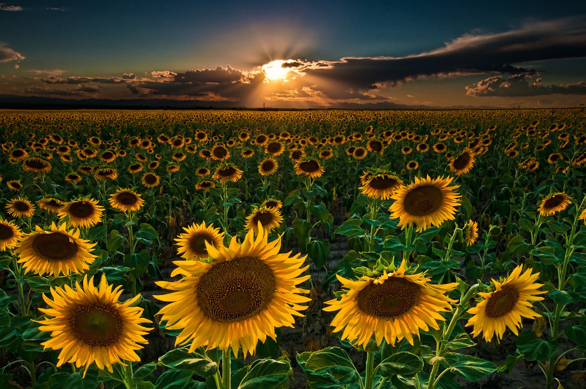 sunflowers.jpeg