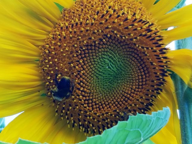 Bumble bee on sunflower2.jpg