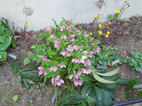 New North - hellebore, trillium, coltsfoot, lesser celandine, lady's mantle, ferns crop April 2015.jpg