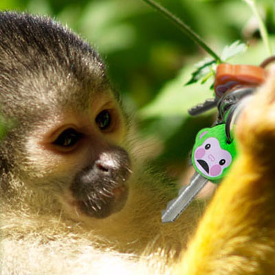 monkeys-key-covers-2.jpg