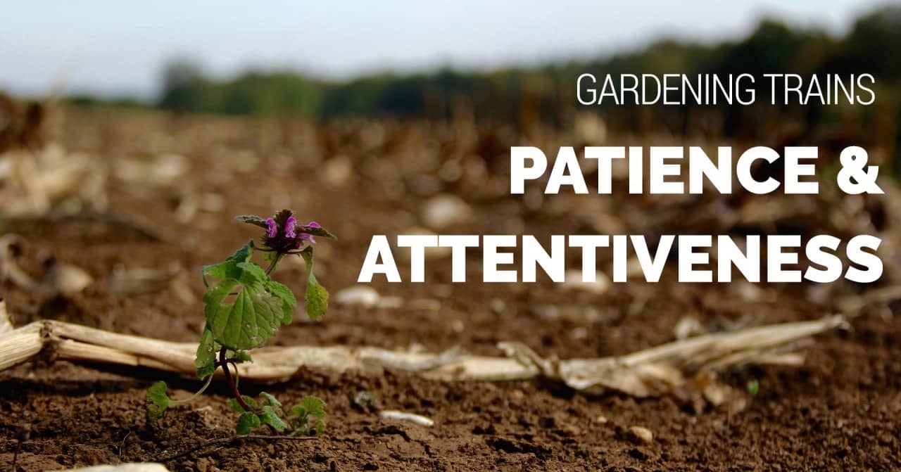 Gardening-Trains-Patience-and-Attentiveness-1280x719.jpg