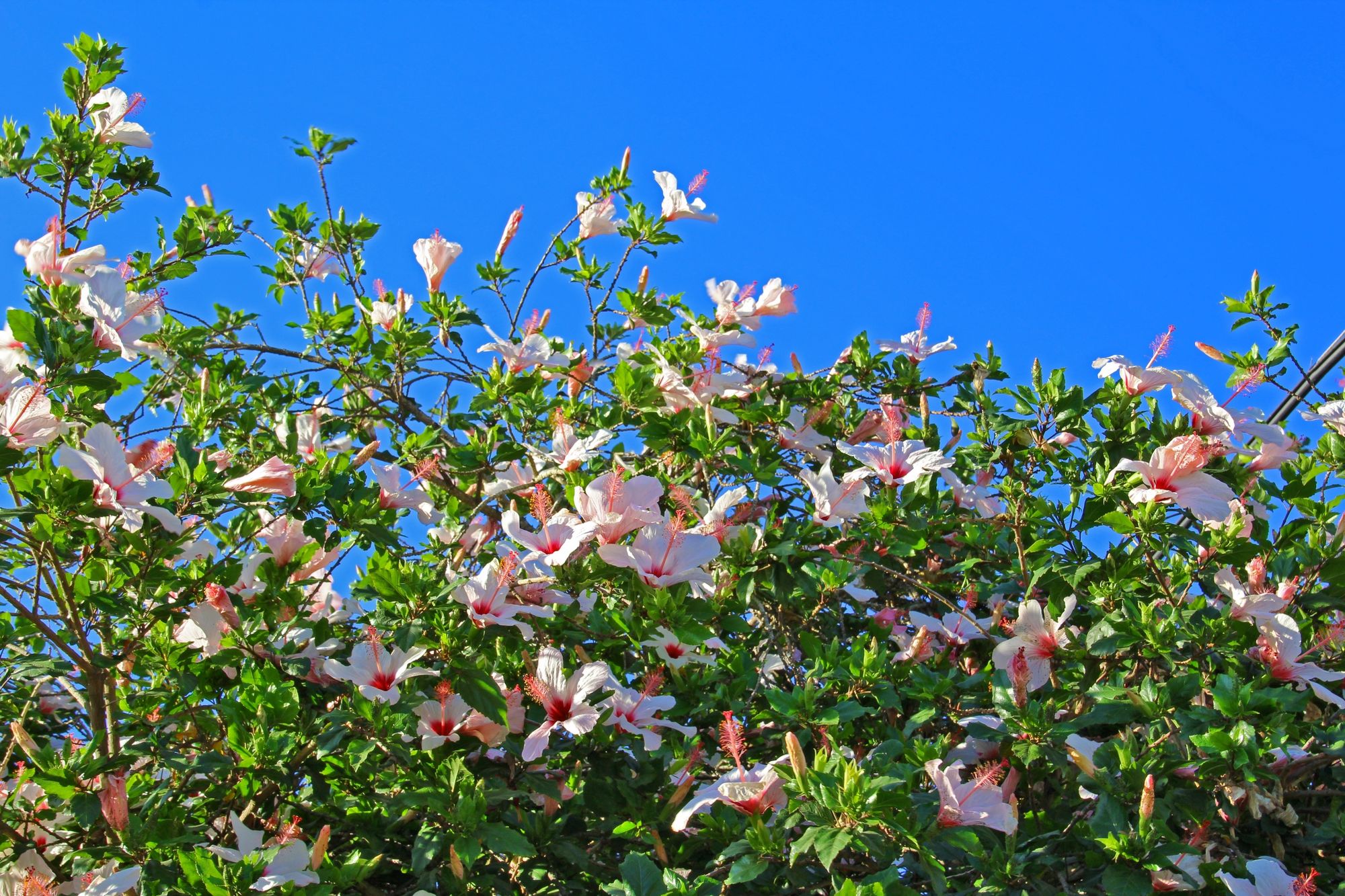 Flowers of israel - Hibiscus