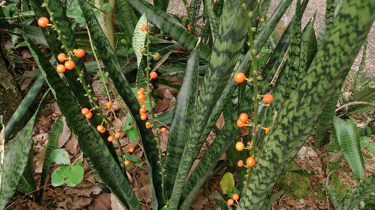 Snake_Plant_(Sansevieria_trifasciata)_with_fruit_1.jpg