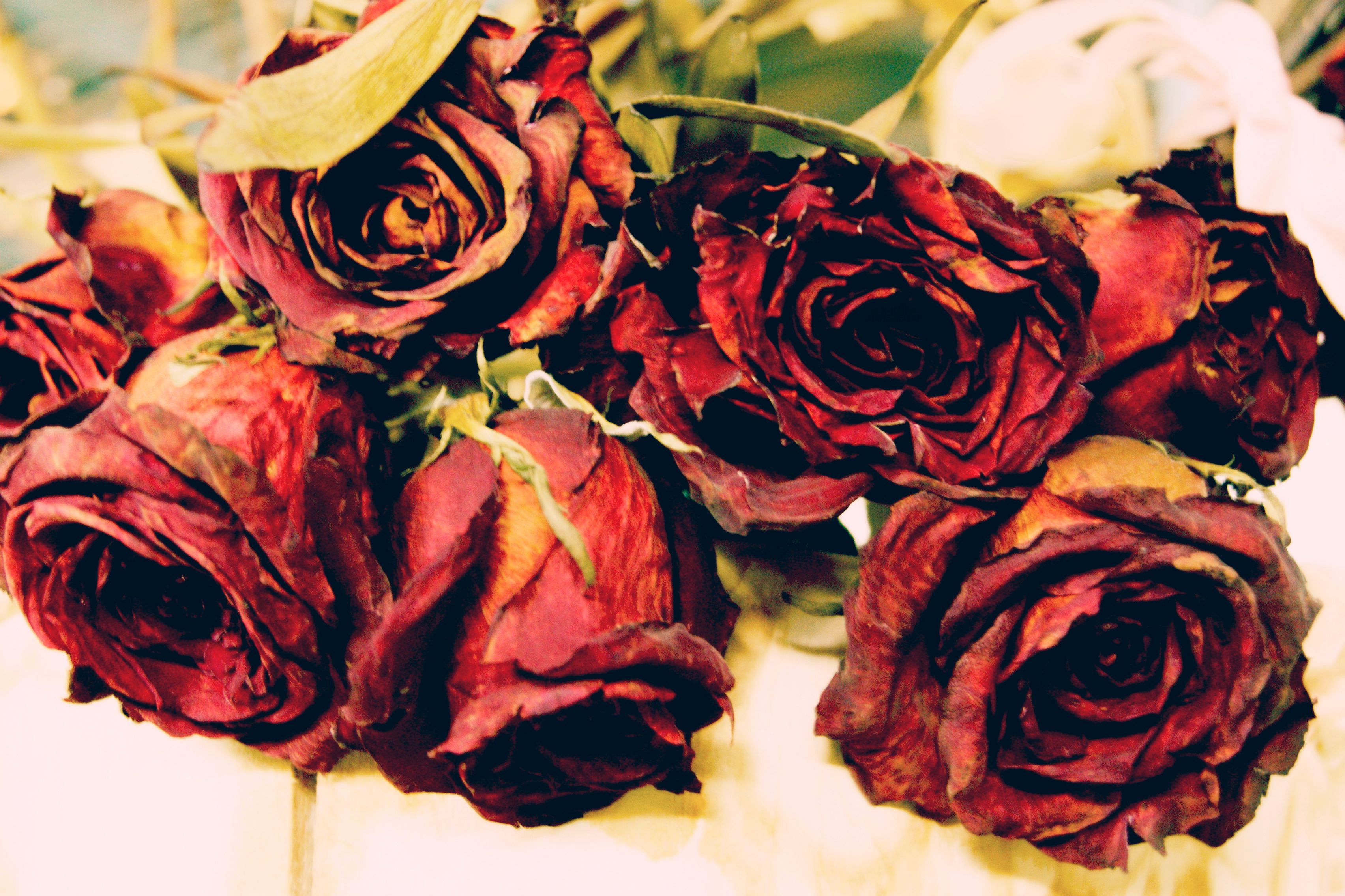 wilted_roses-by-x-kai-photography.jpg