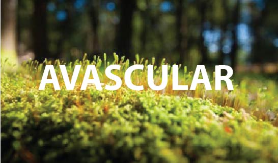 avascular-38.jpg