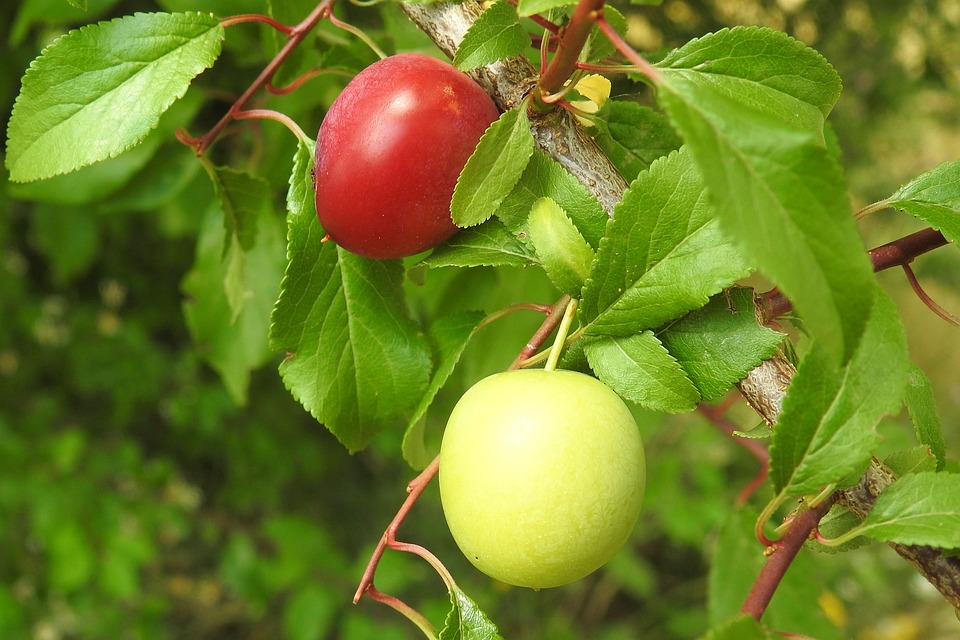 plums-1509827_960_720.jpg