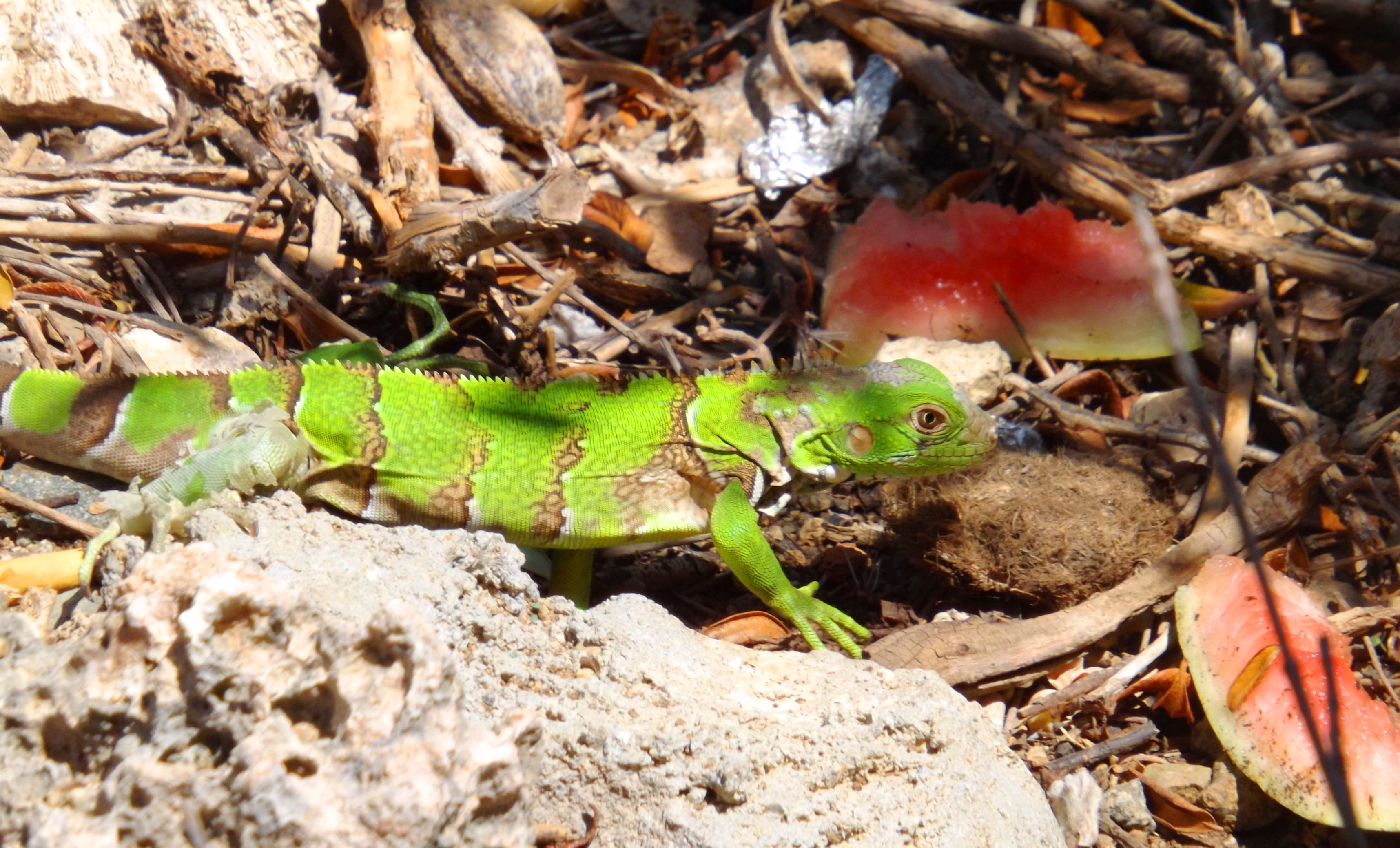 jueves verde iguana.jpg