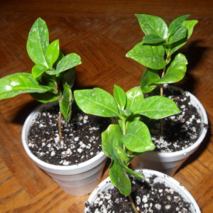 Coffee seed plant.jpg