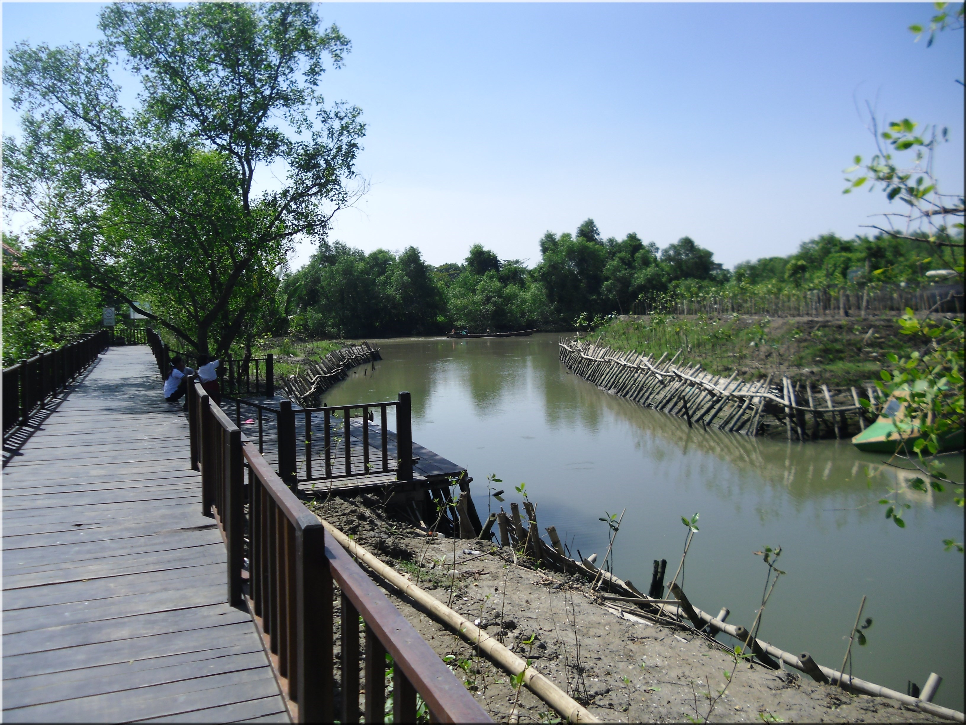 Surabaya Mangrove Forest Hutan Mangrove Surabaya Steemit