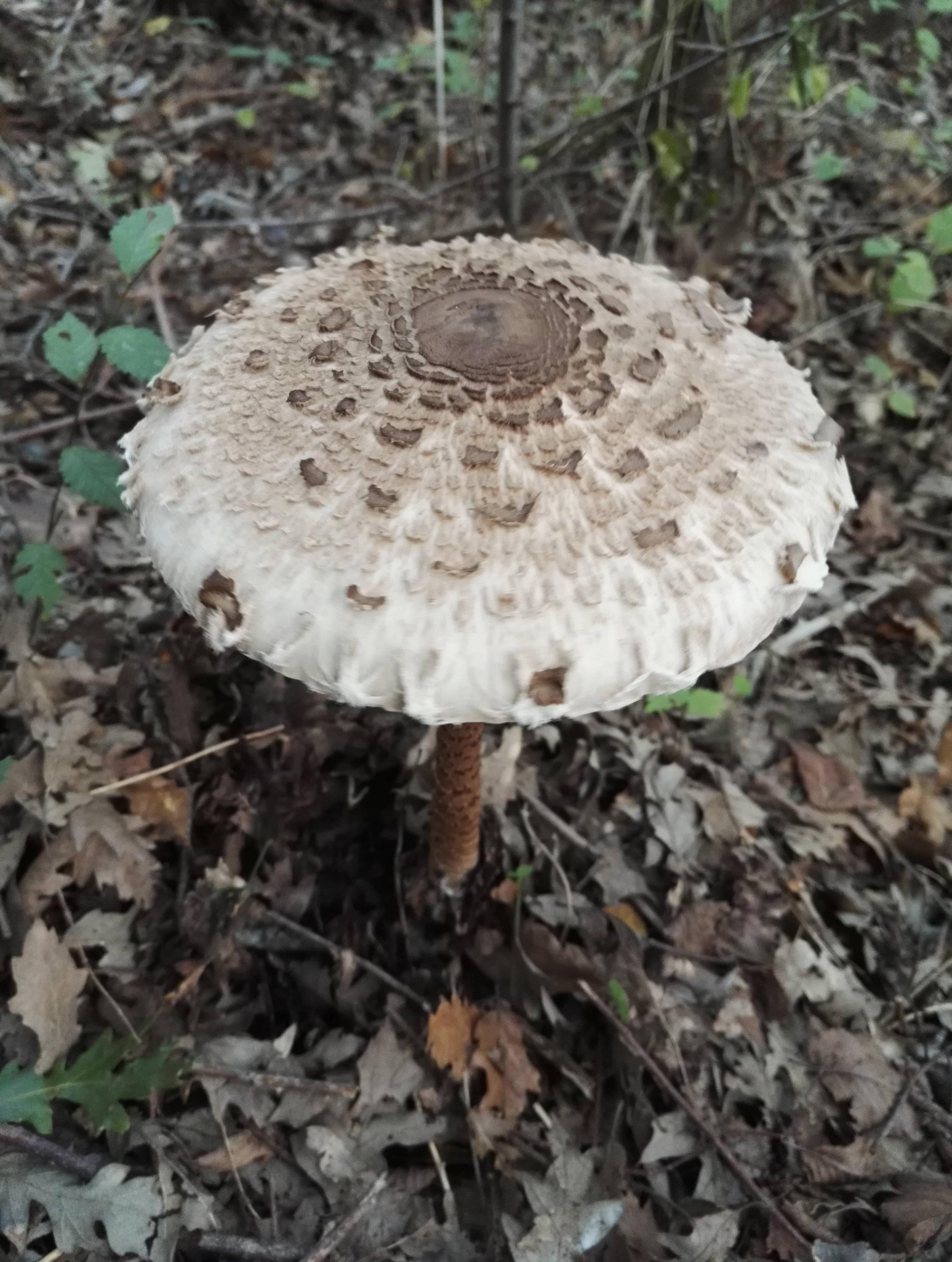 Nice Pic Macrolepiota Procera - Emilia Romagna, Italy.jpg