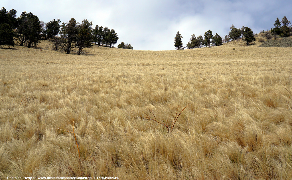 DryFieldofDryGrass-001-090317.jpg