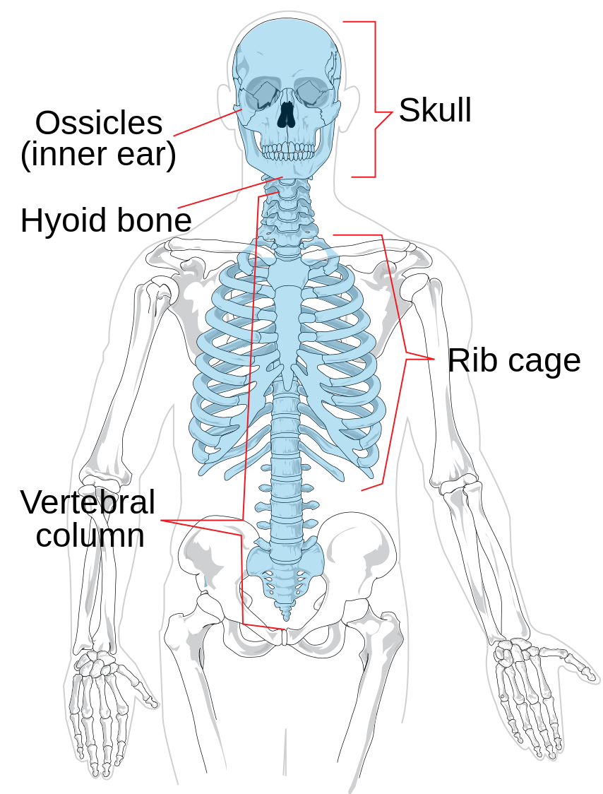 Axial_skeleton_diagram.svg.png