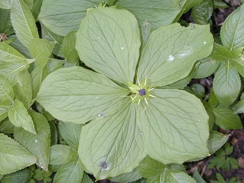 Herb Paris 5.jpg