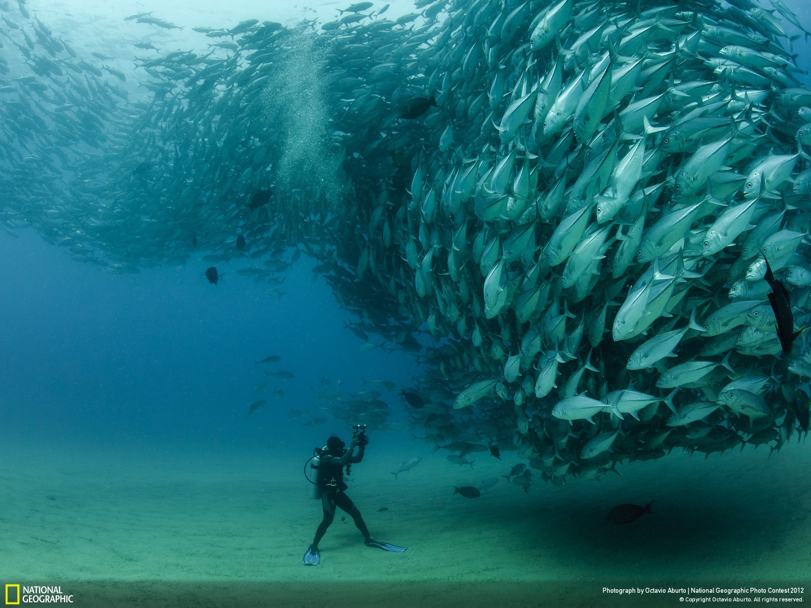 school of fish.jpg