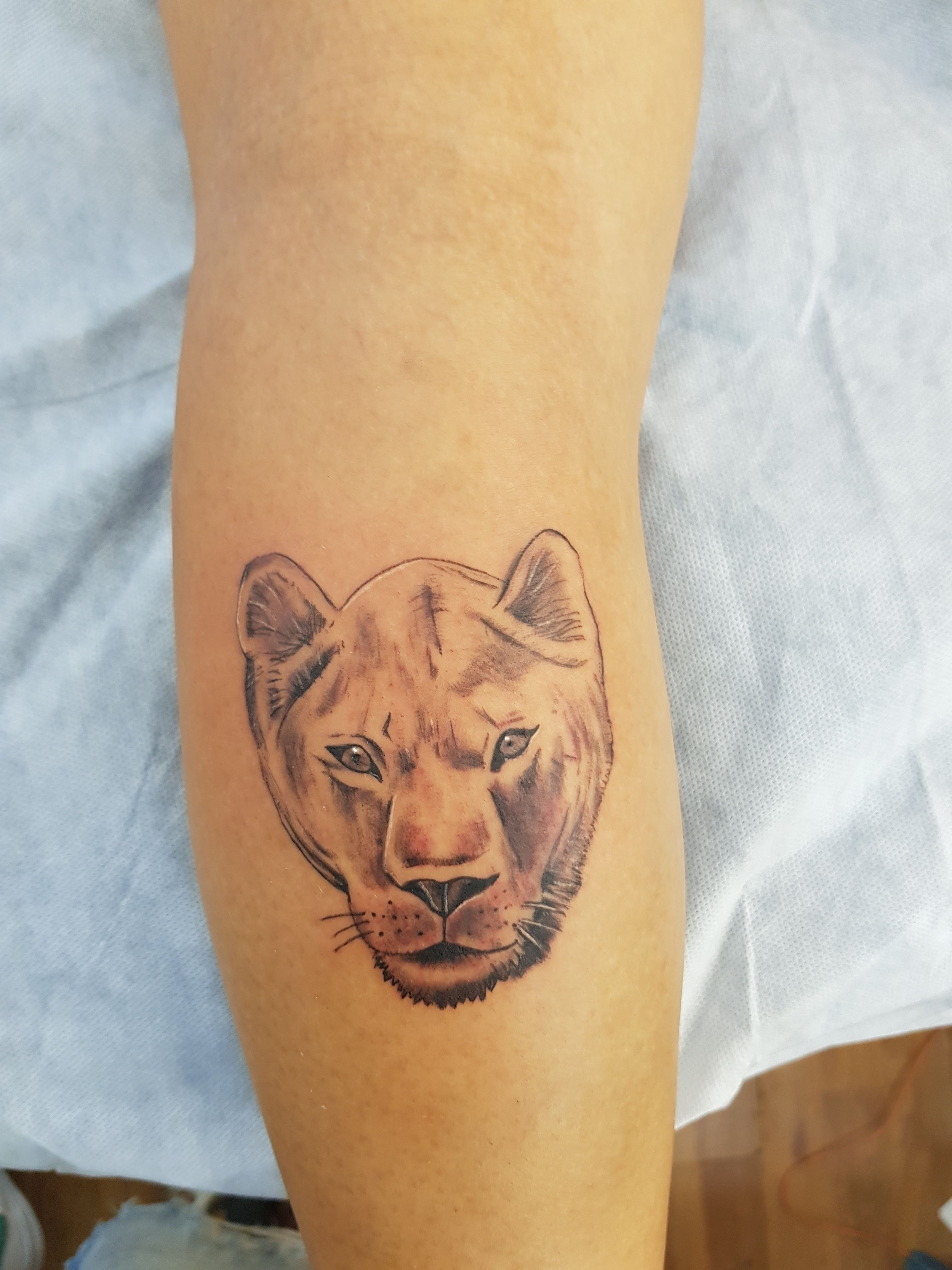 Lioness tattoo #lioness #tattoo #lionesstattoo #cutecat | TikTok