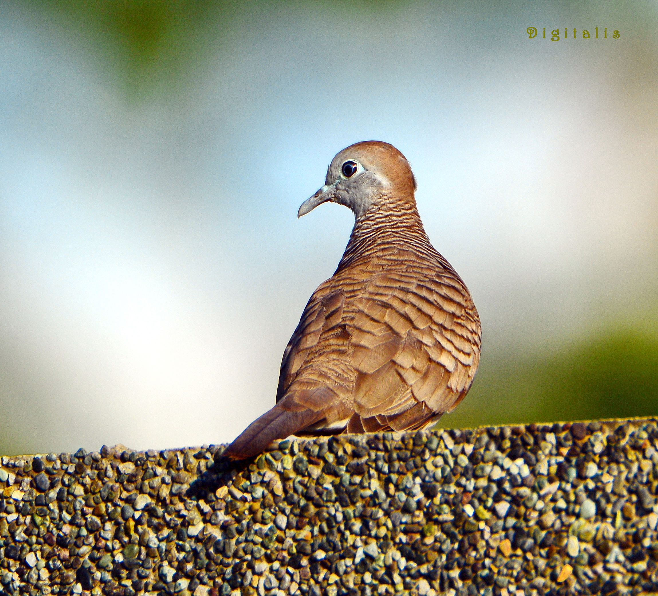 DSC_3770.JPG