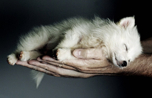 Sleeping-wolf-pup.jpg