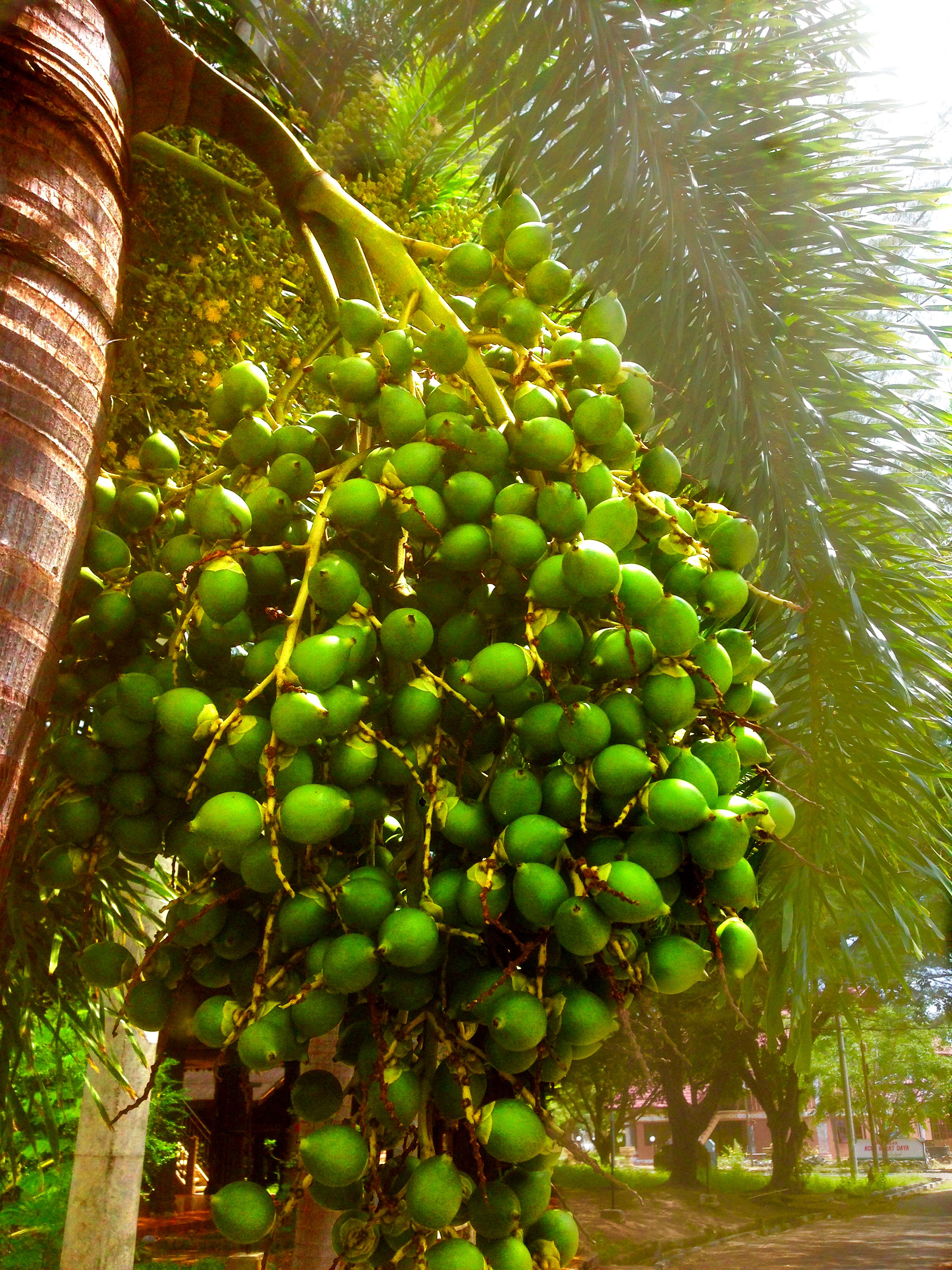 buah palem.jpg