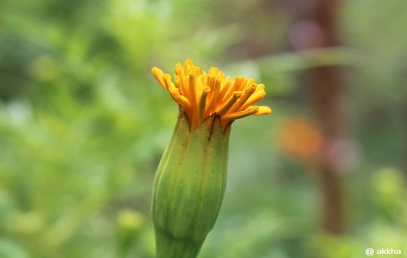 Thunge flower 1.JPG