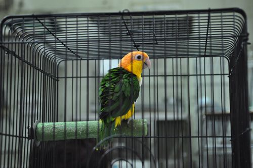 yellow-and-green-bird_edited-1.jpg