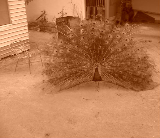 pavo real sepia.jpg