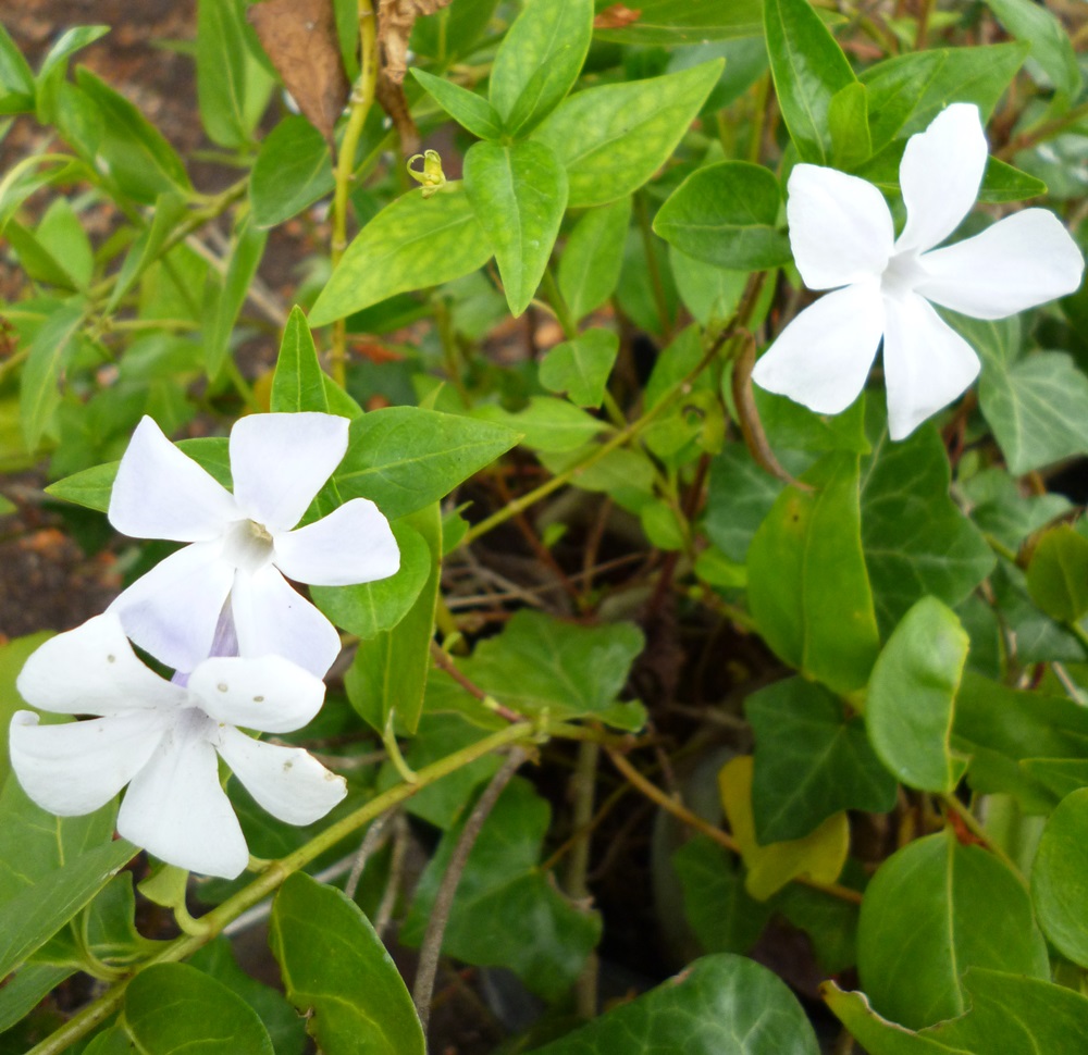 Vinca major Alba.JPG