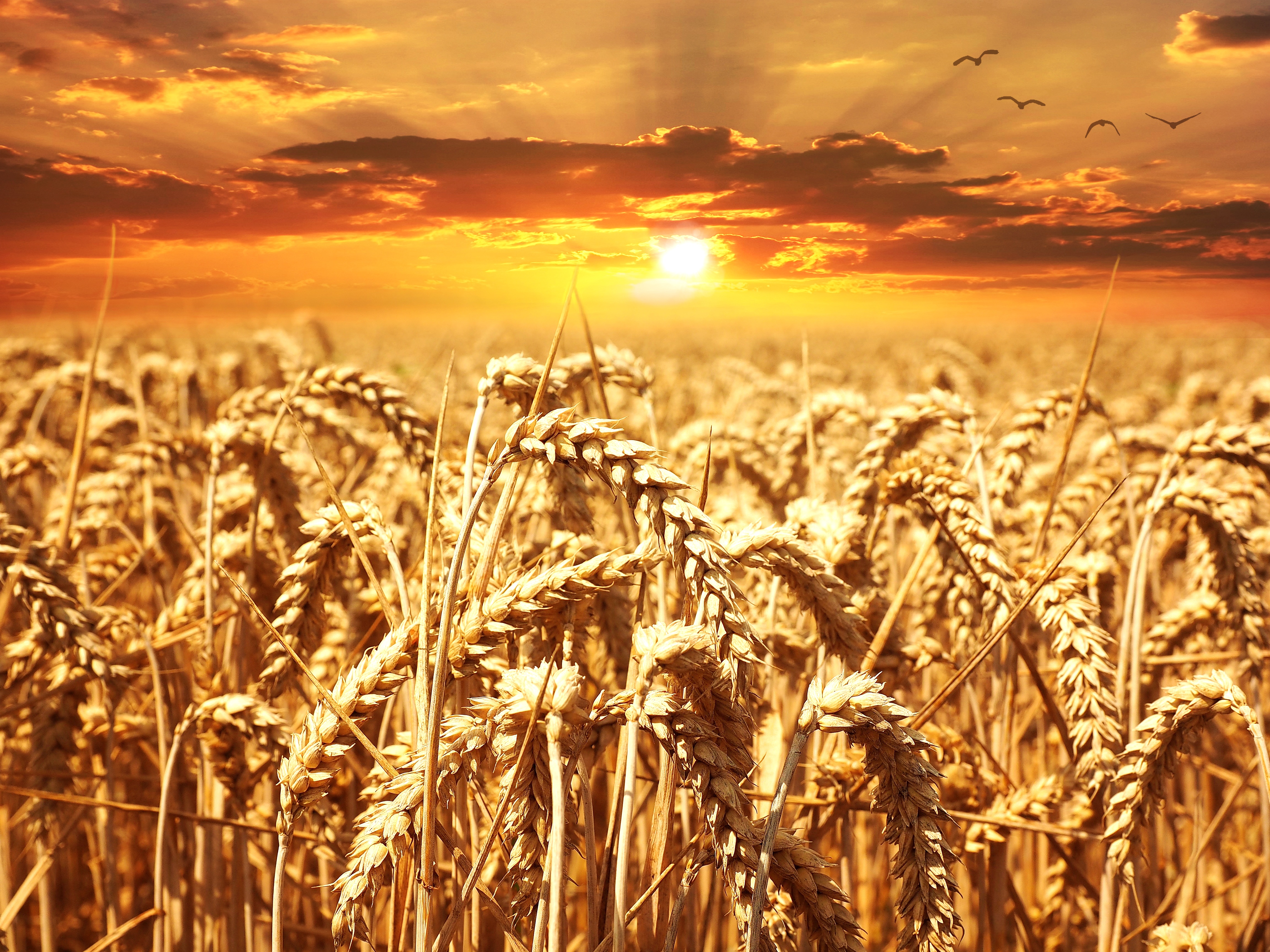 wheat-field-640960.jpg