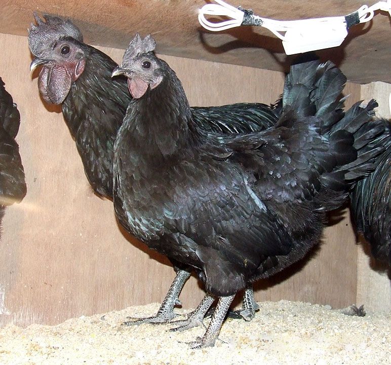 Kadaknath-Chicken.jpg