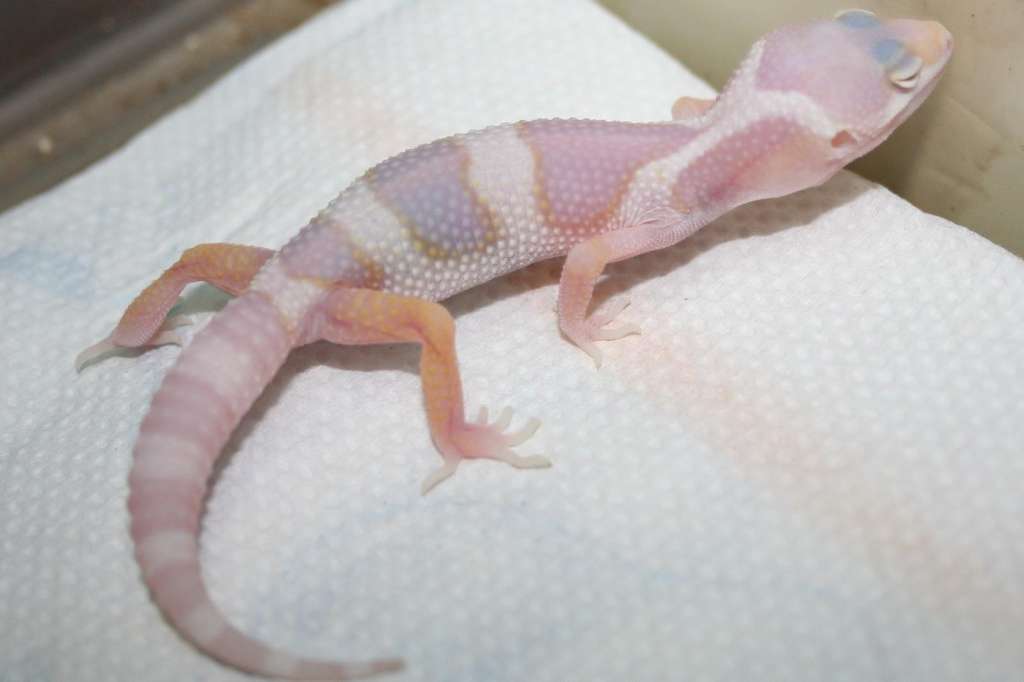 leopard-gecko-freestyle-list-photo-u3.jpg