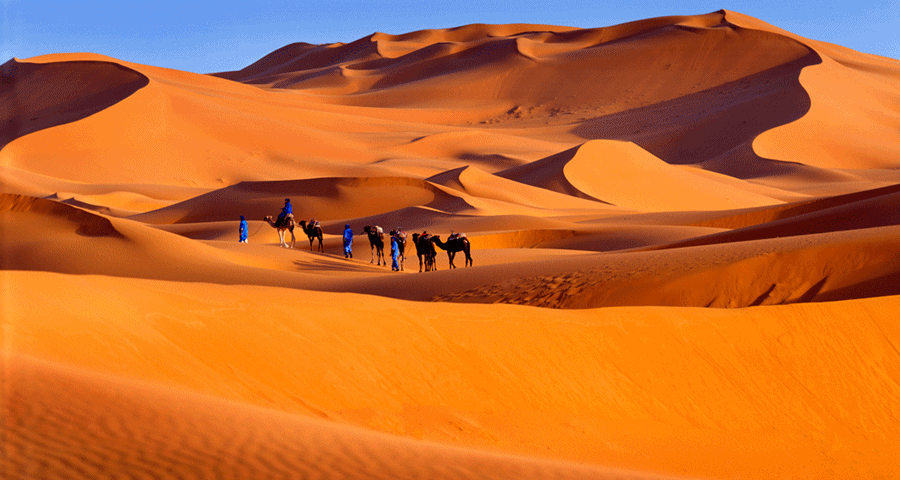 Erg-Chebi-Camel-Trekking.gif