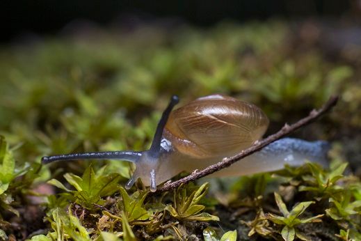 Blue Mystery Snail.jpg