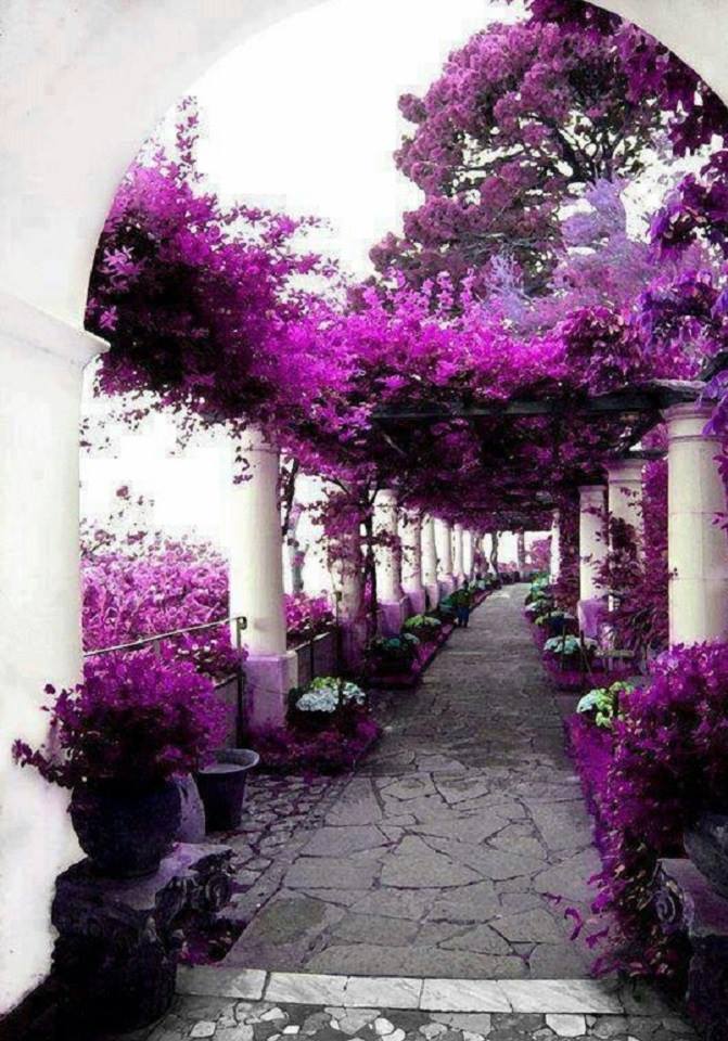 Purple flowered walkway. House of Axel Munthe, Capri, Italy.jpg