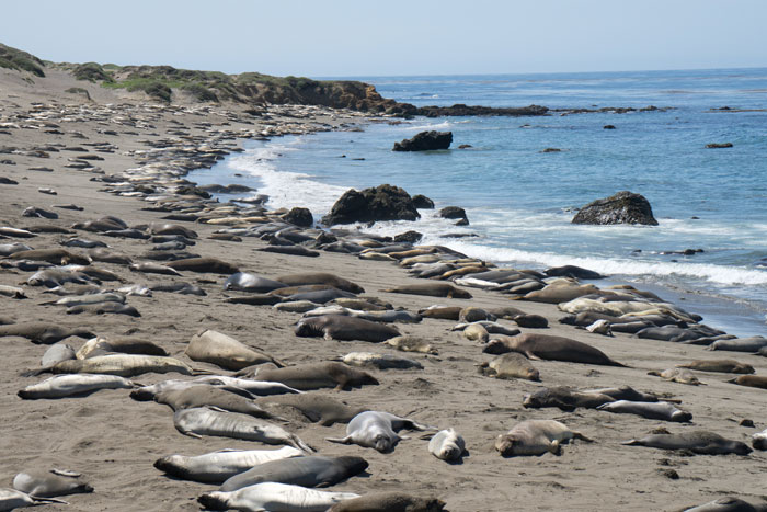 ElephantSeals2.jpg