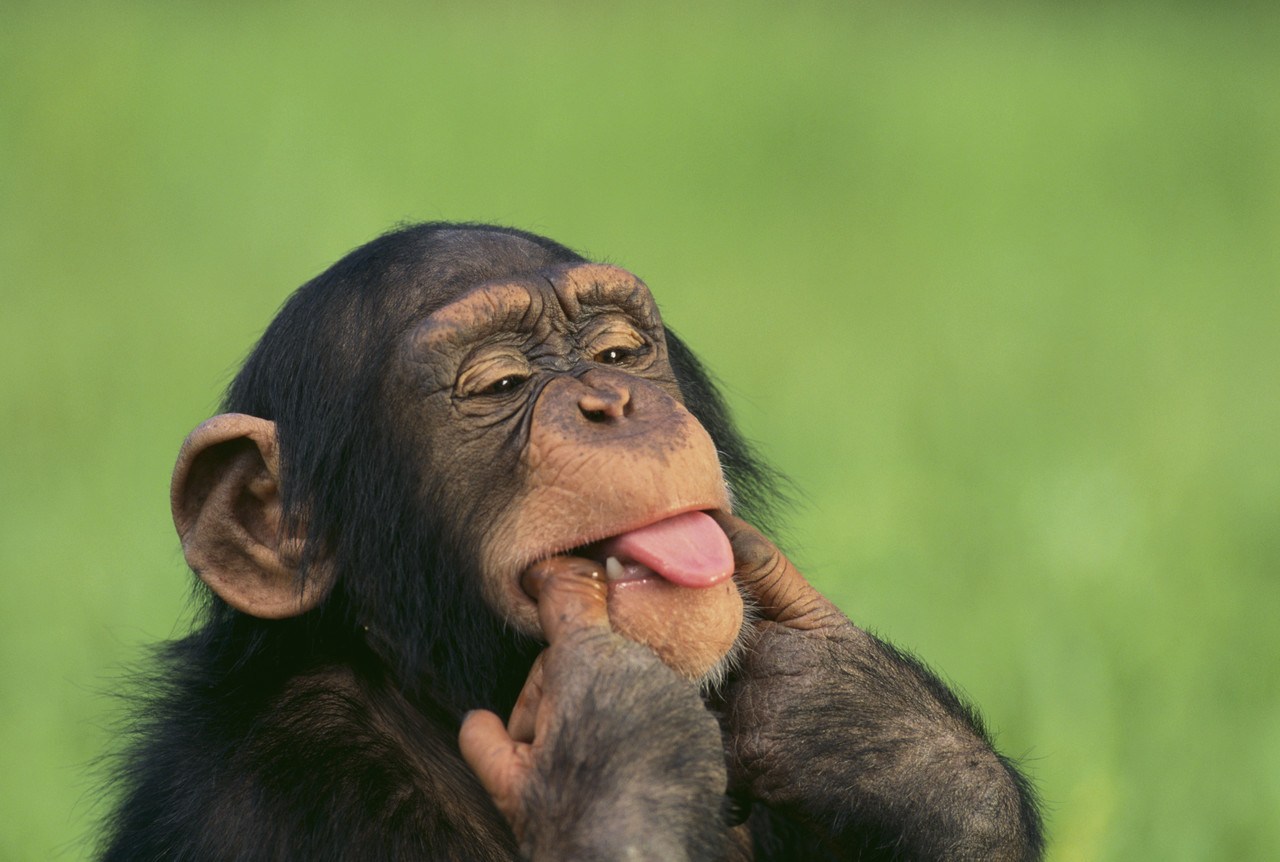 chimp2.jpg