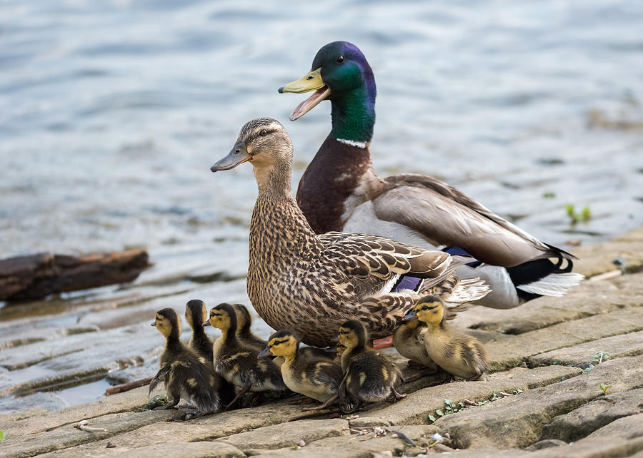 1-mallard-duck-family-jan-holden.jpg