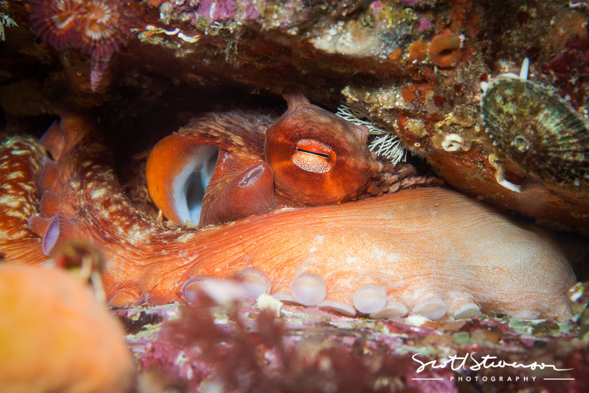 Giant Pacific Octopus-1.jpg