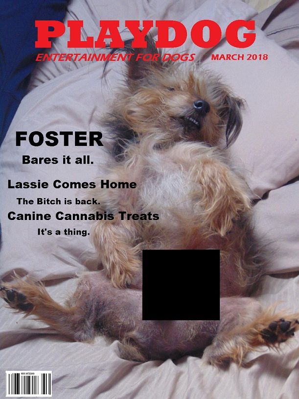 Foster Playdog Cover.jpg