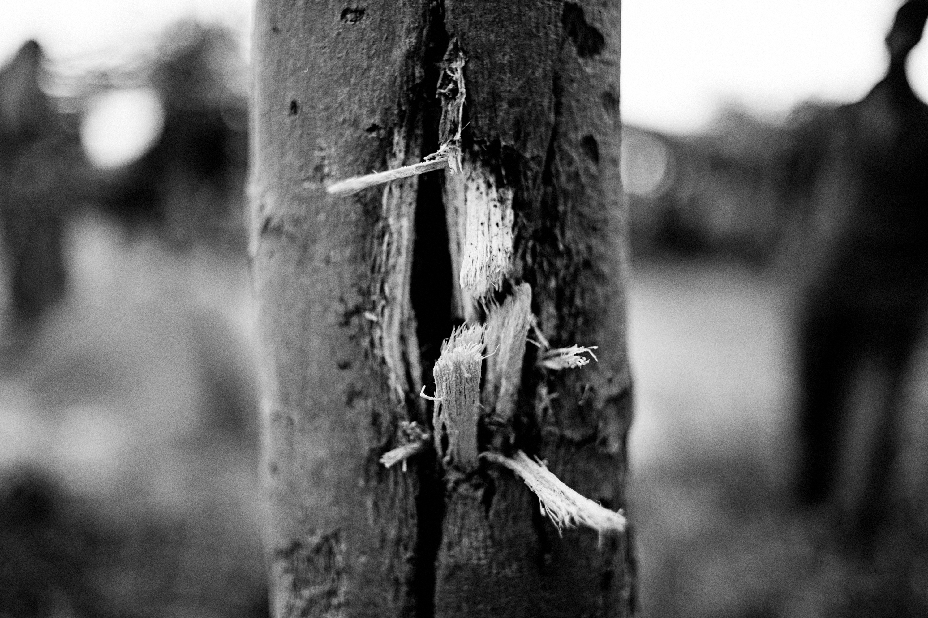 bullet Hole in tree closeup.jpg