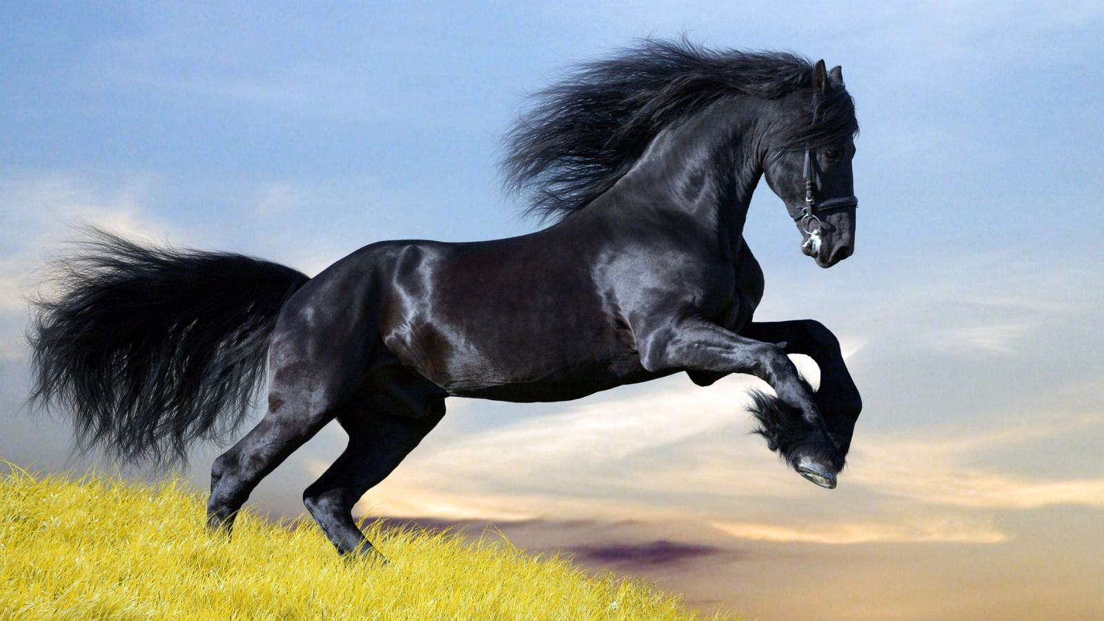 black_horse_wallpaper_1600x900.jpg
