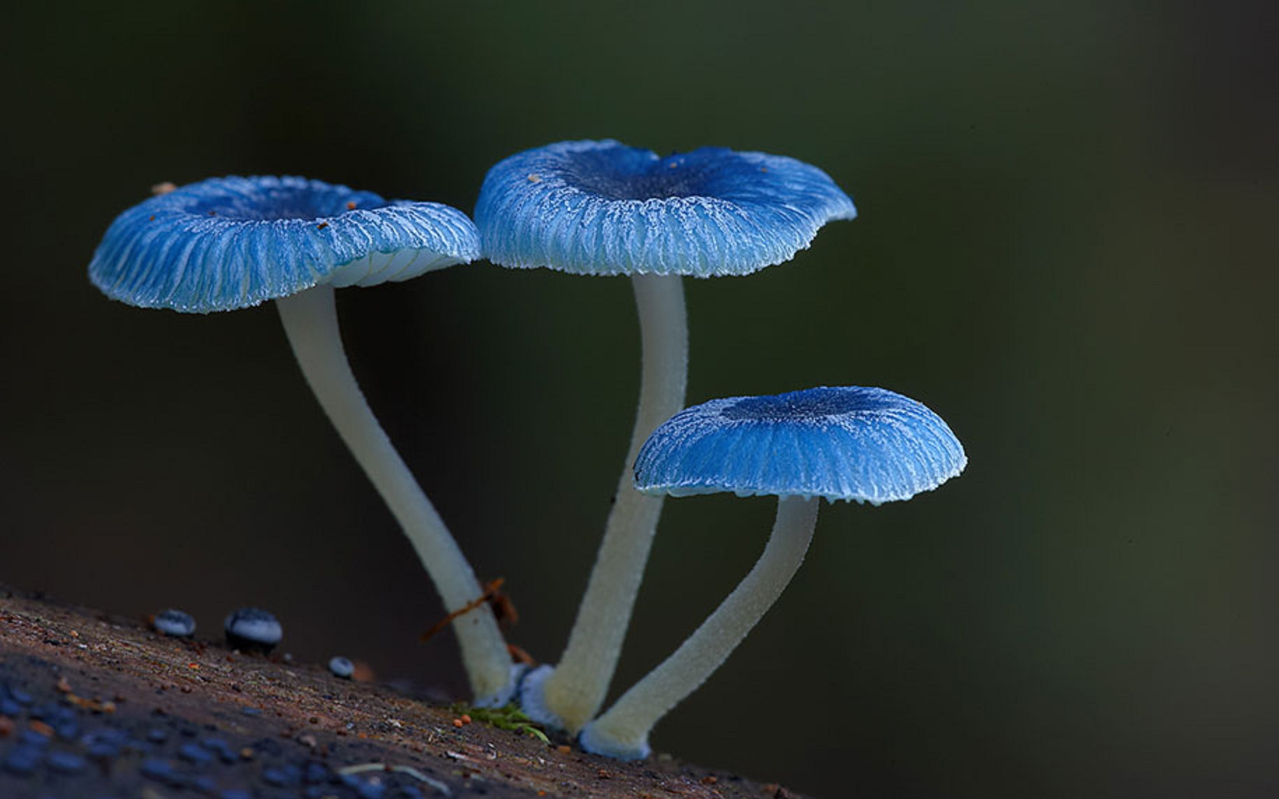 fungi-mushrooms-photography-steve-axford-24.jpg