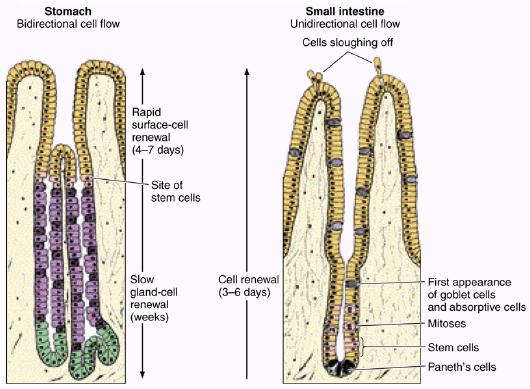 intestinalepithelia.jpg