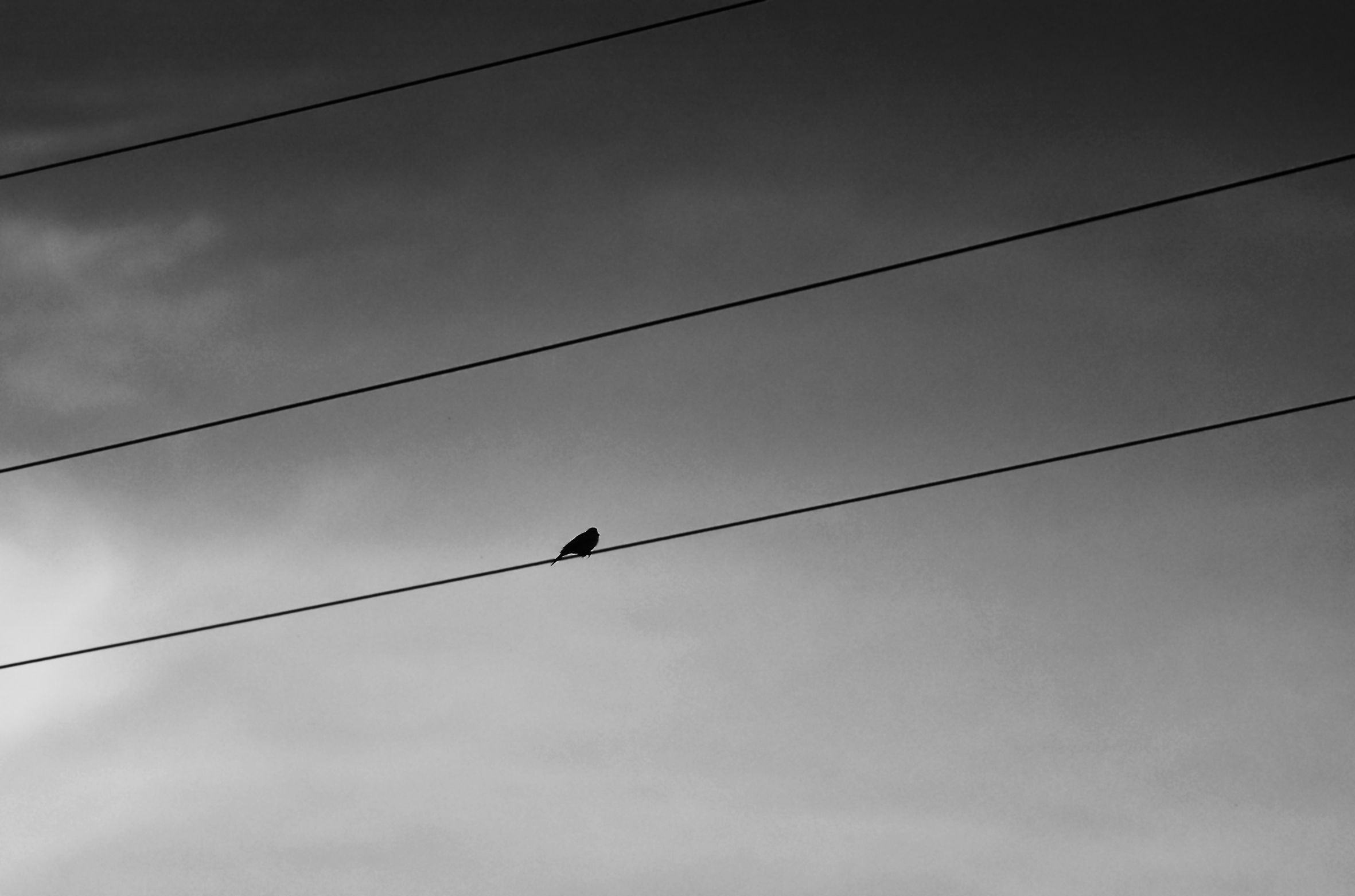 bird lines bw.JPG