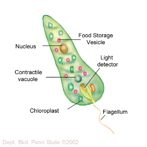 euglena.png