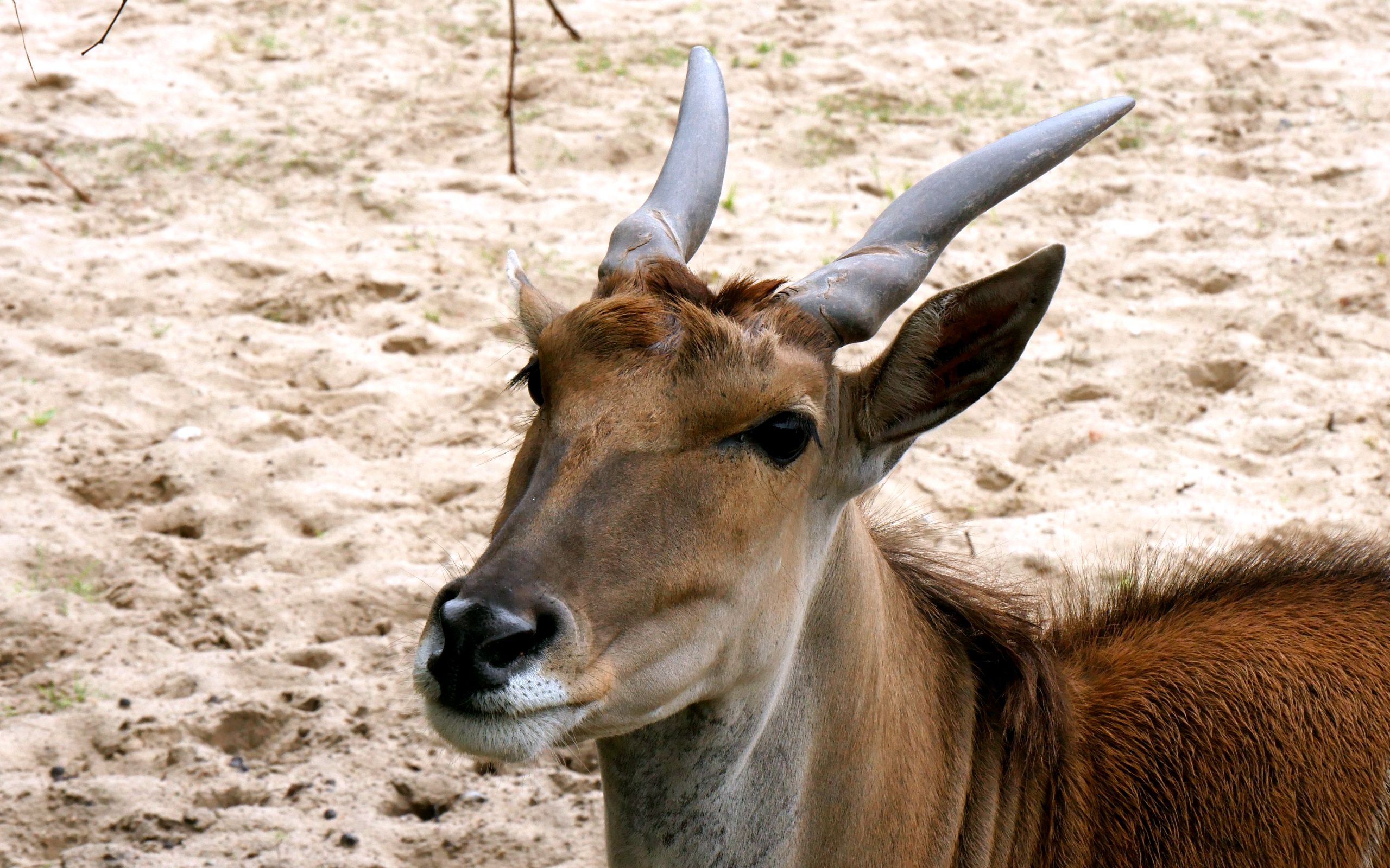 close_up_003_antelope.JPG