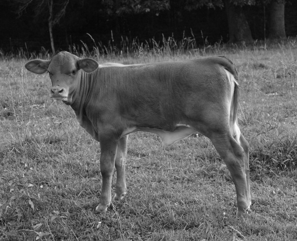 CALF BW.jpg