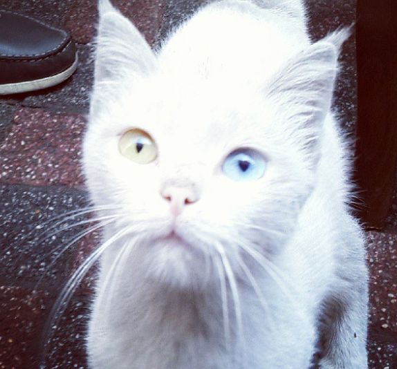 mycat.jpg