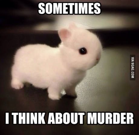 cute bunny.jpg