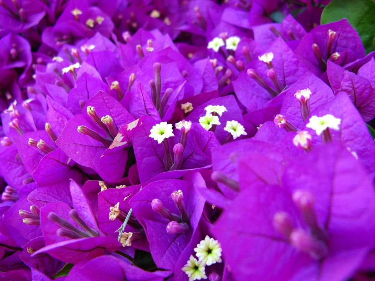 Macro-Purple-Flowers-2_ForestWander.jpg