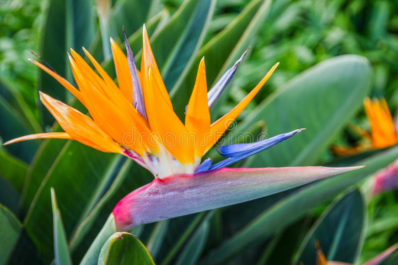 tropical-flower-african-strelitzia-bird-paradise-madeira-i-island-portugal-79243687.jpg