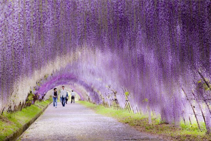 1-Wisteria-Flower-Tunnel-Japan.jpg